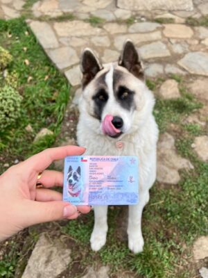Identificación de Mascotas Carnet